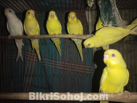 লোটিনো রেড আই বেবি